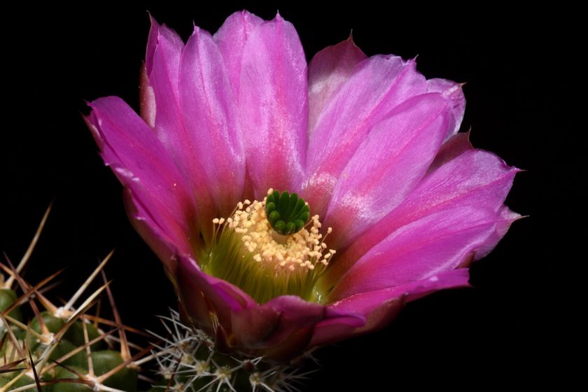 Echinocereus fendleri subsp. hempelii, Mexico, Chihuahua, Santa Clara Canyon