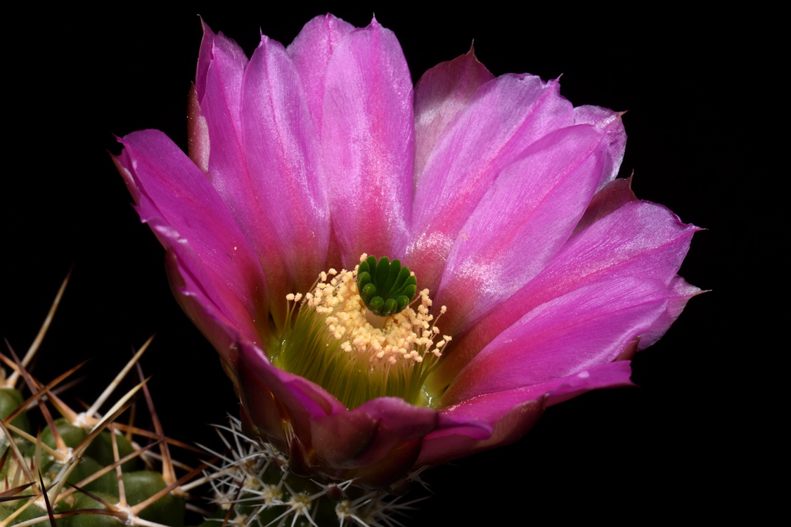 Echinocereus fendleri subsp. hempelii, Mexico, Chihuahua, Santa Clara Canyon