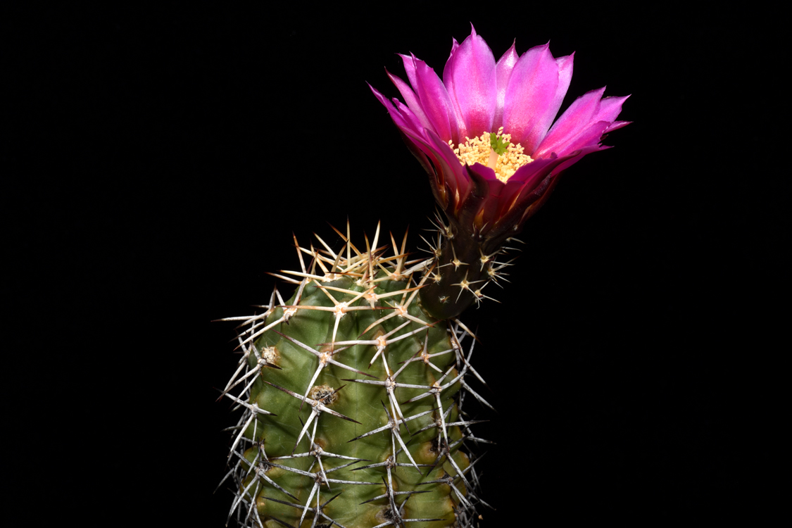 Echinocereus fendleri subsp. hempelii, Mexico, Chihuahua, Santa Clara Canyon