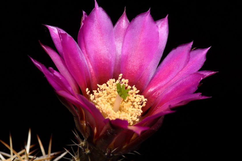 Echinocereus fendleri subsp. hempelii, Mexico, Chihuahua, Santa Clara Canyon