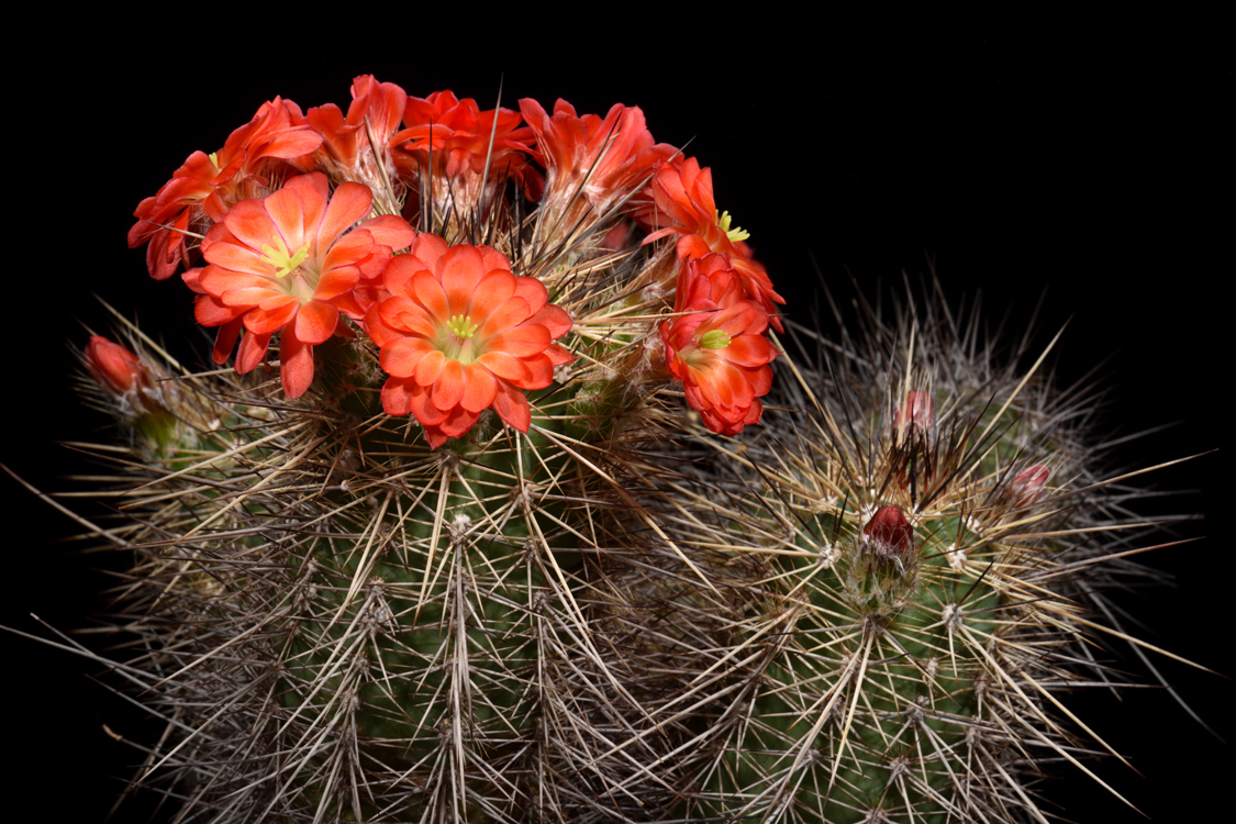 Echinocereus polyacanthus, Mexico, Chihuahua, Cusihuiriachic