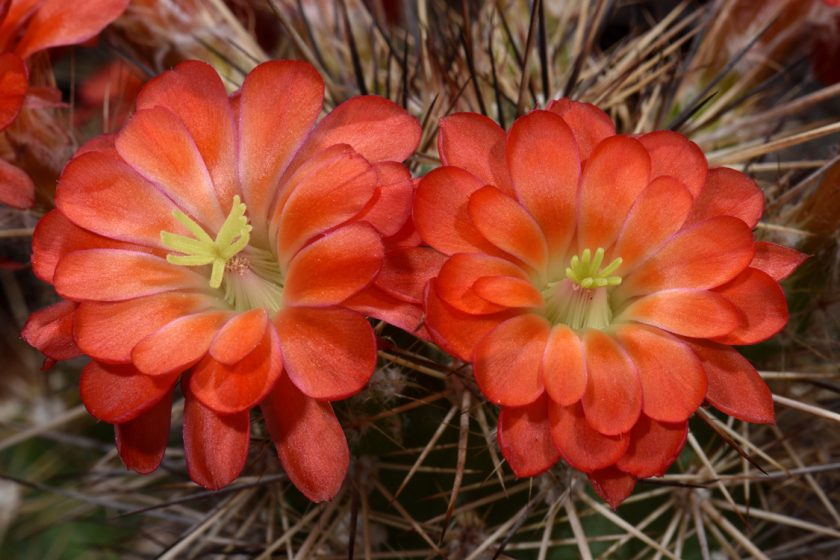 Echinocereus polyacanthus, Mexico, Chihuahua, Cusihuiriachic