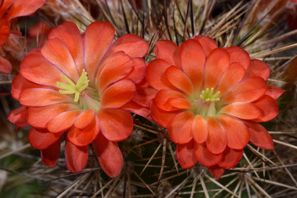 Echinocereus polyacanthus, Mexico, Chihuahua, Cusihuiriachic