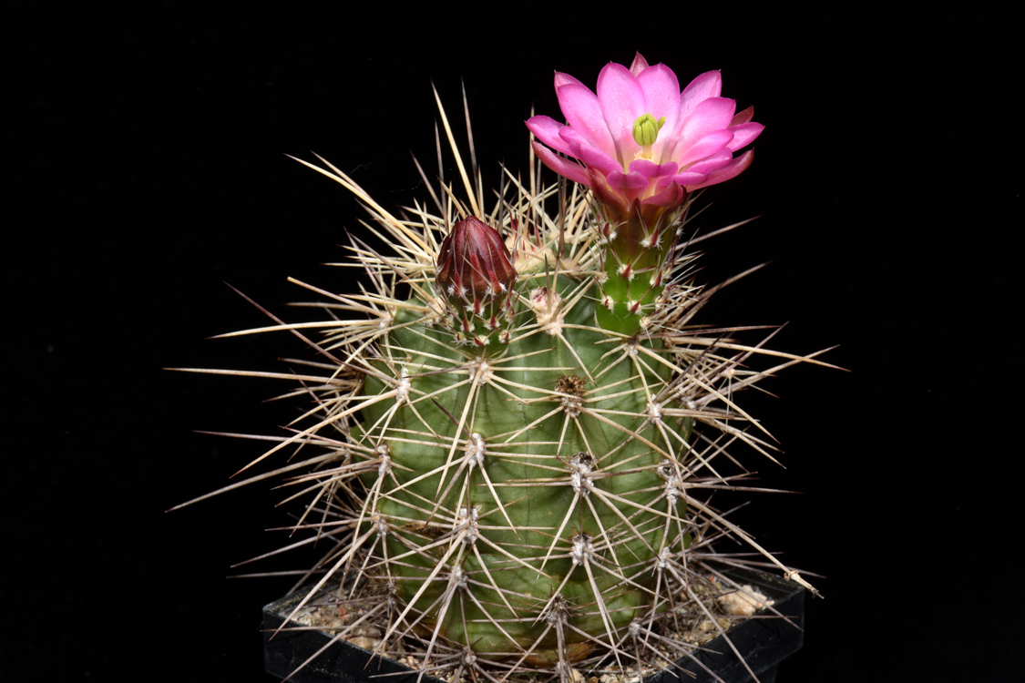 Echinocereus coccineus, USA, Hybride
