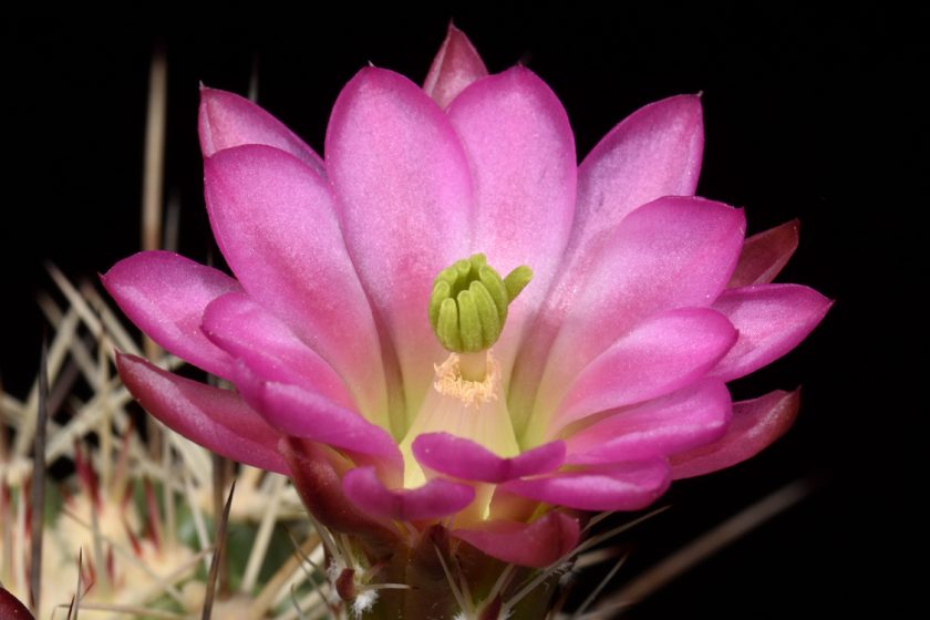 Echinocereus coccineus, USA, Hybride