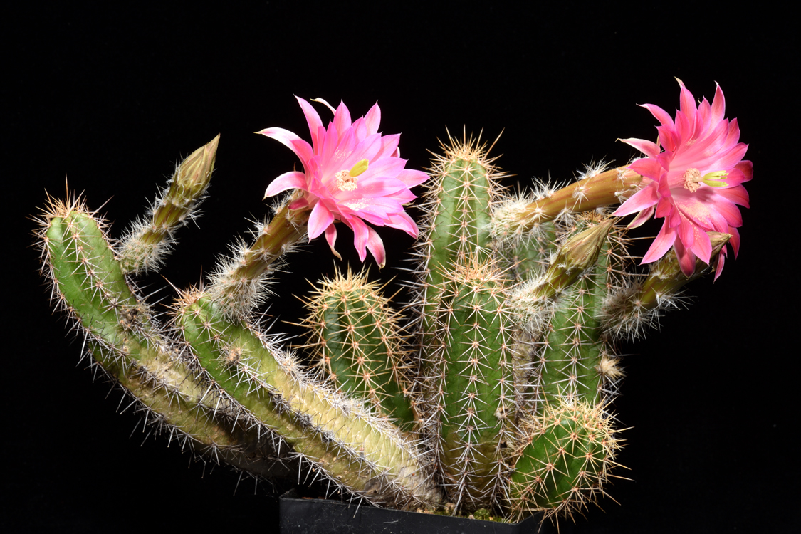 Echinocereus scheeri, Mexico, Chiahuahua, Moris