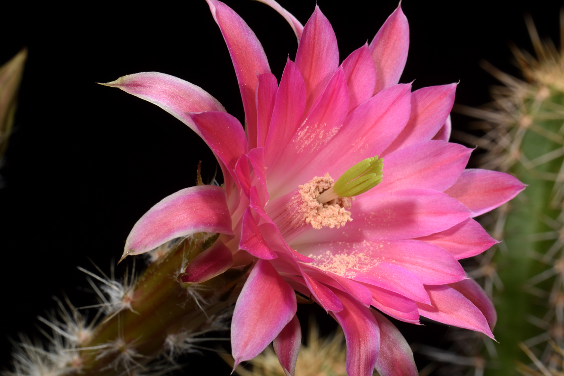 Echinocereus scheeri, Mexico, Chiahuahua, Moris