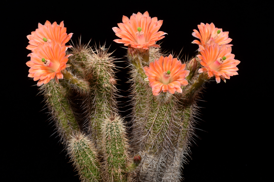 Echinocereus sanpedroensis, Mexico, Sonora