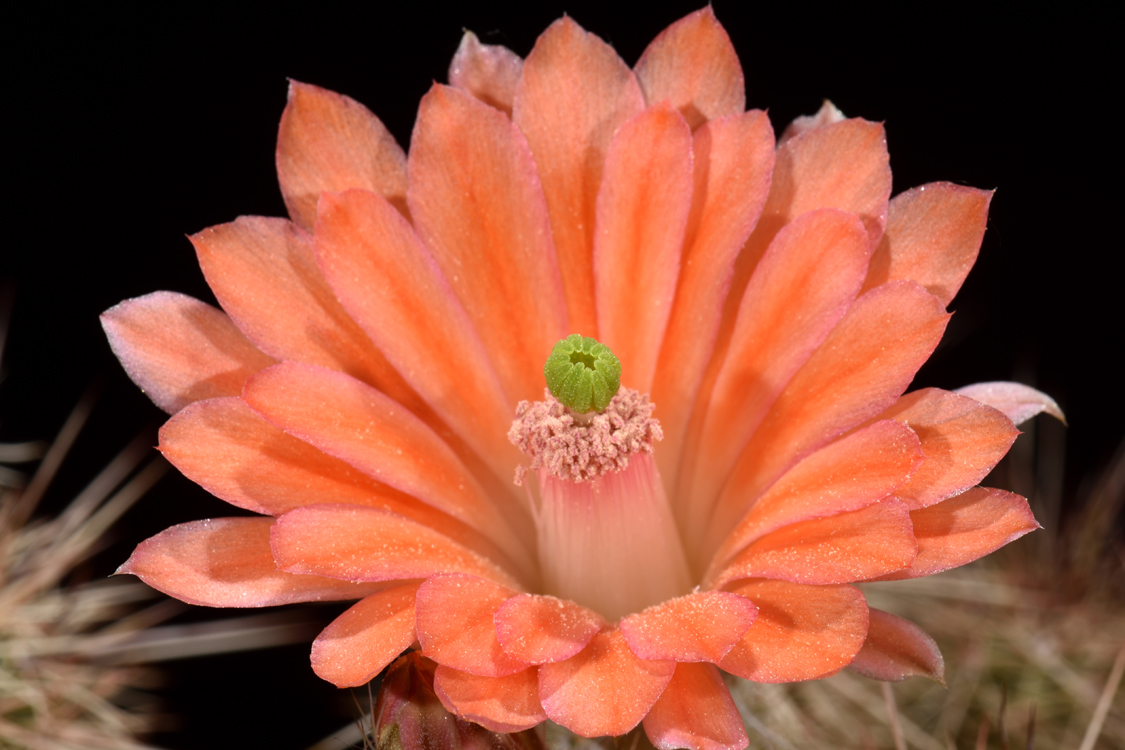 Echinocereus sanpedroensis, Mexico, Sonora