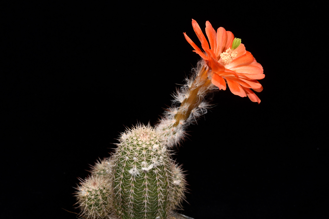 Echinocereus huitcholensis fa. plomosos, Mexico, Sinaloa