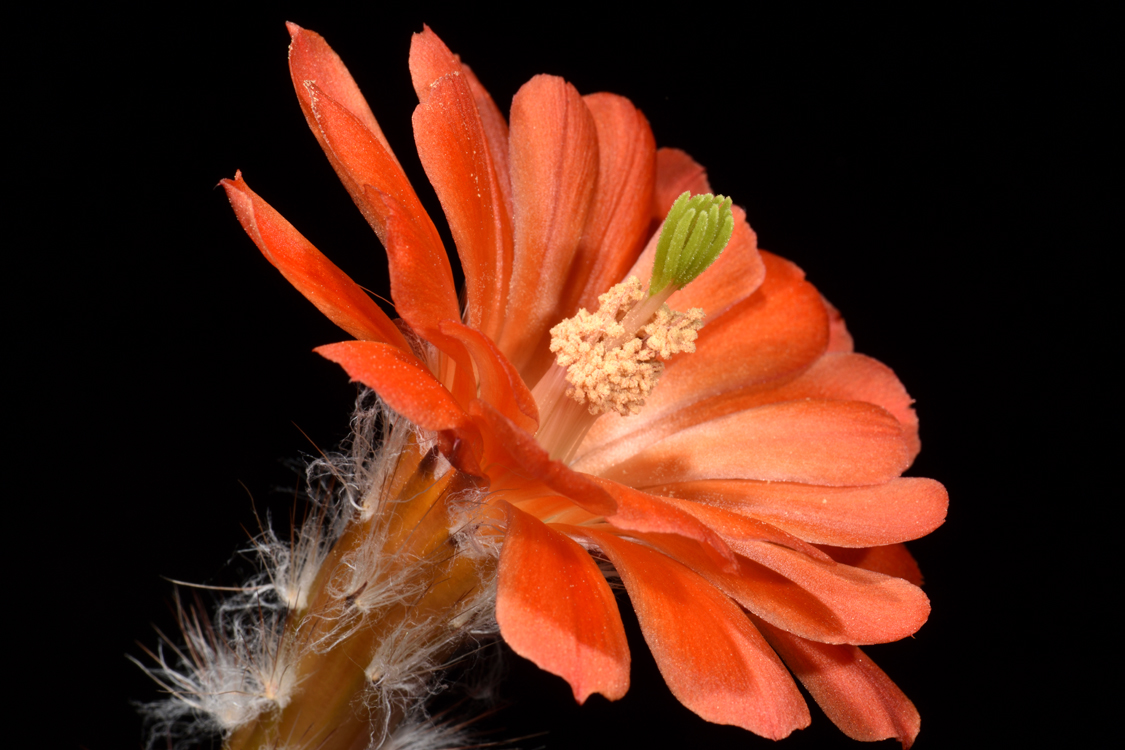 Echinocereus huitcholensis fa. plomosos, Mexico, Sinaloa