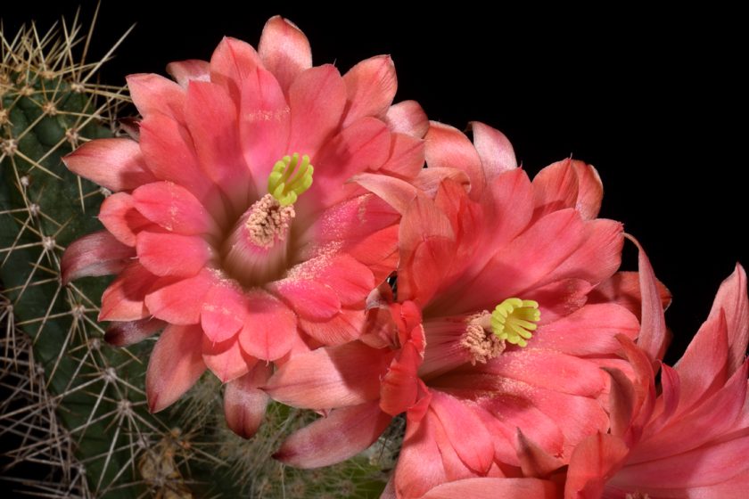 Echinocereus scheeri, Mexico, Chihuahua, Divisadero - Creel