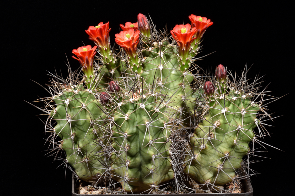 Echinocereus coccineus, USA, Texas, Eagle Nest Canyon