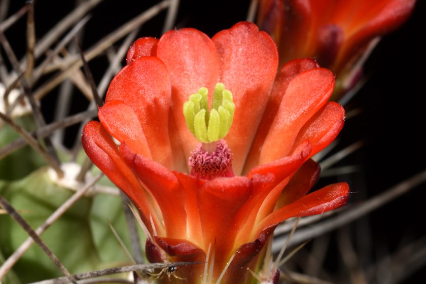 Echinocereus coccineus, USA, Texas, Eagle Nest Canyon
