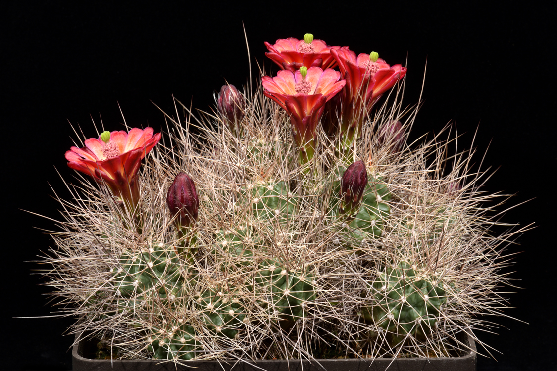 Echinocereus mojavensis, USA, Arizona, Flagstaff - Page