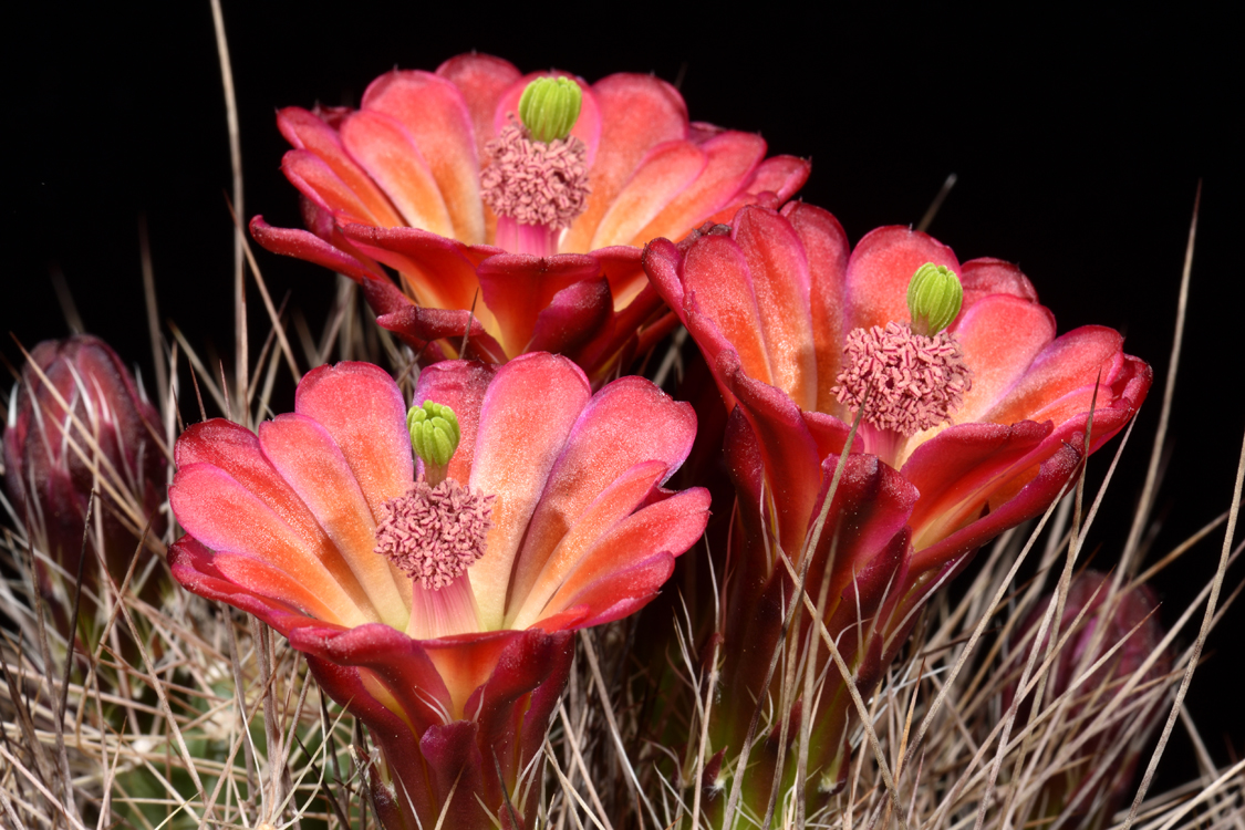 Echinocereus mojavensis, USA, Arizona, Flagstaff - Page