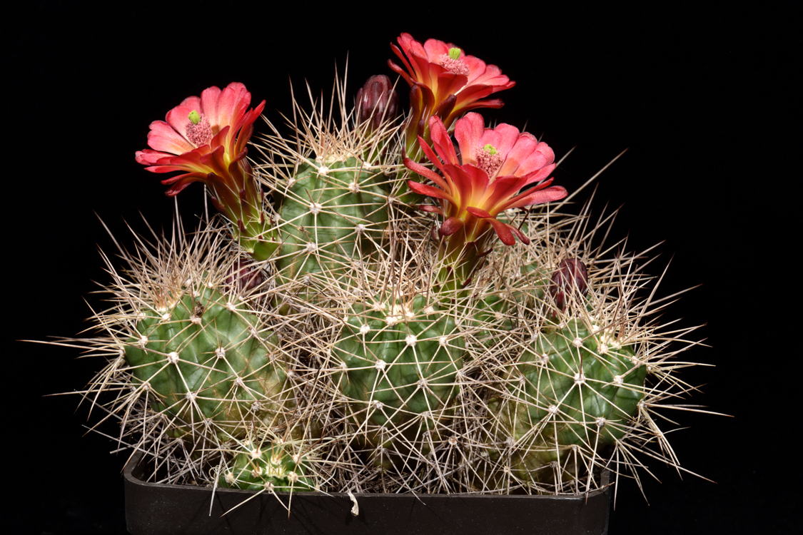 Echinocereus mojavensis, USA, Arizona, Flagstaff - Page