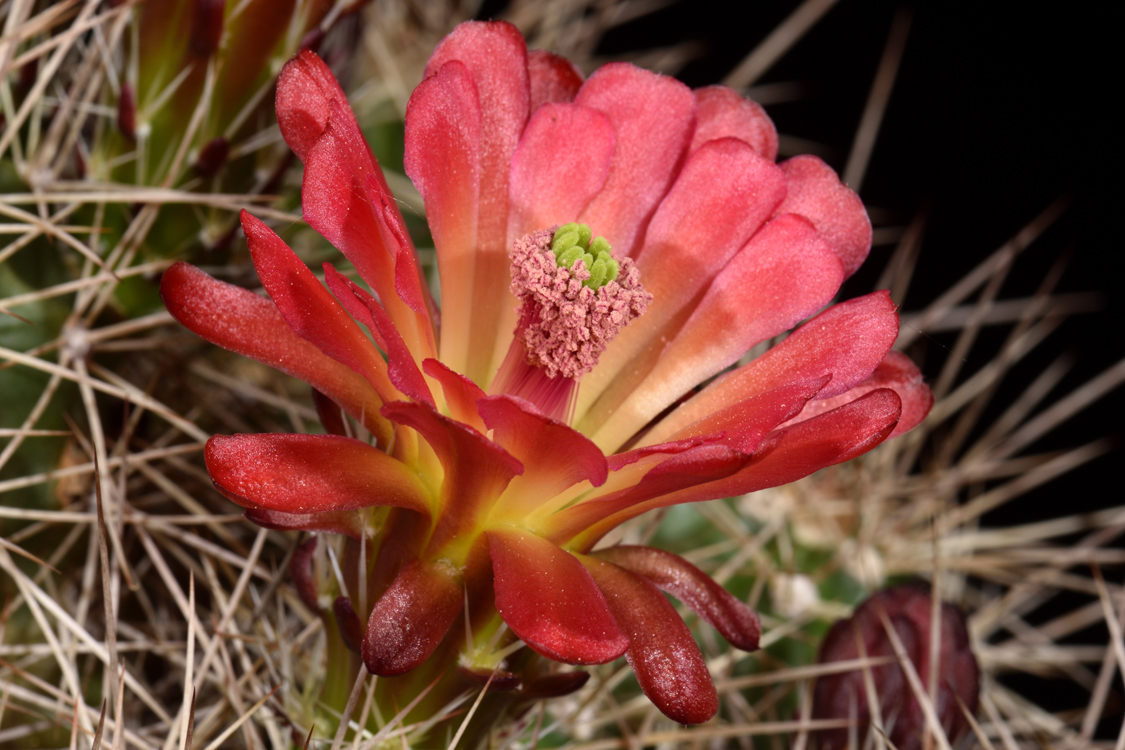 Echinocereus mojavensis, USA, Arizona, Flagstaff - Page