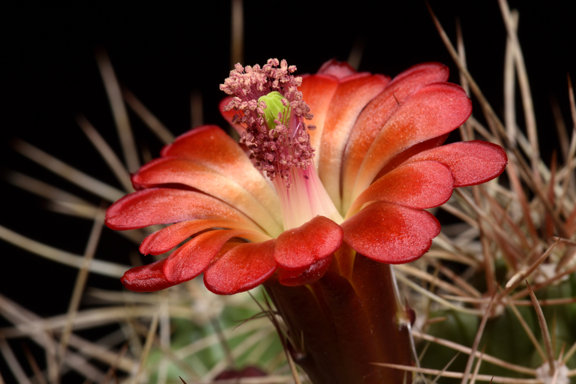 Echinocereus mojavensis, USA, Arizona, Canyon de Chelly