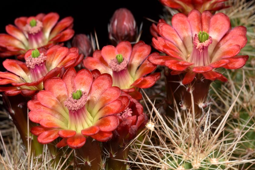 Echinocereus bakeri, USA, Utah, Virgin
