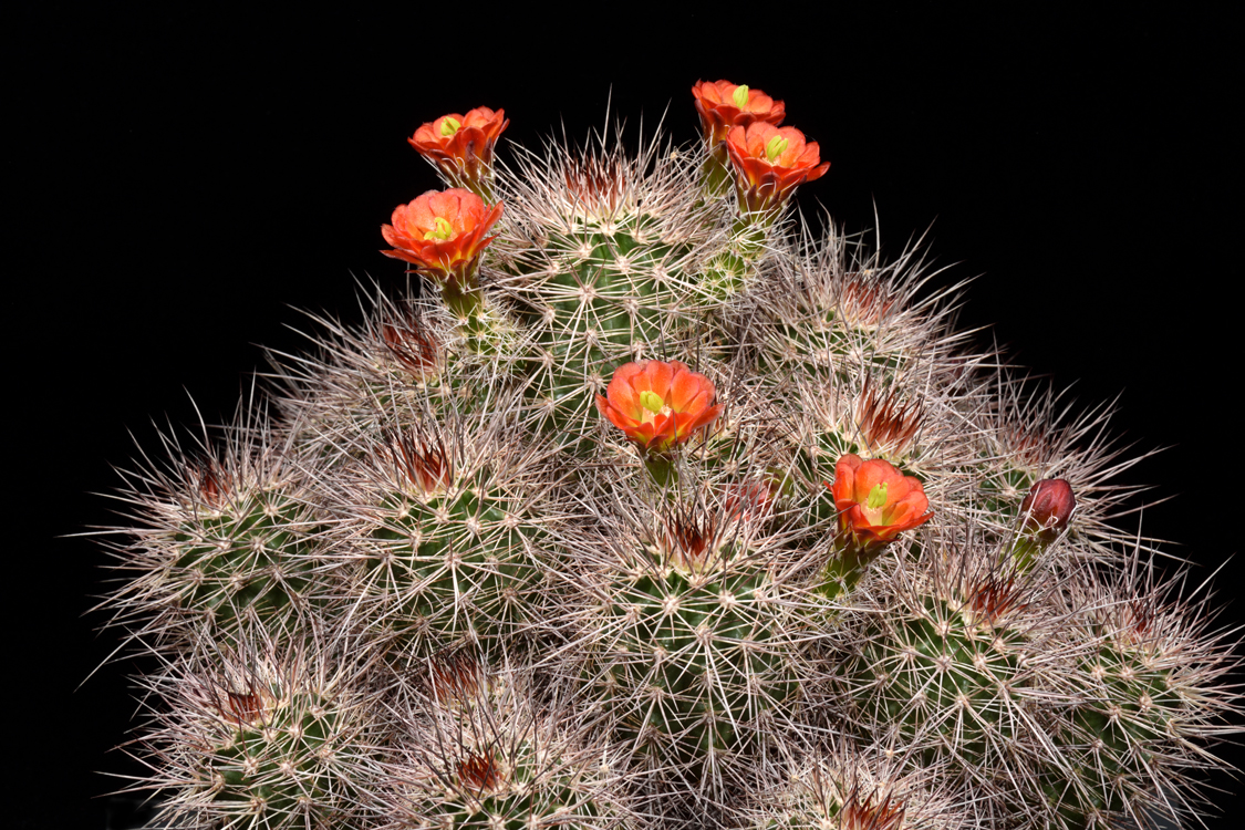 Echinocereus canyonensis, USA, Arizona, Toroweap Point