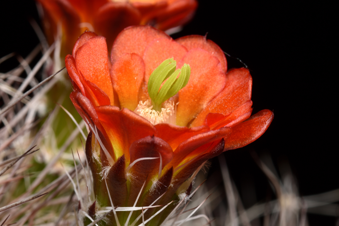 Echinocereus canyonensis, USA, Arizona, Toroweap Point