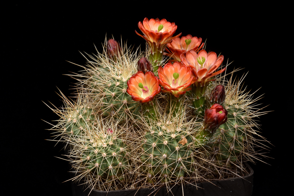 Echinocereus coccineus, USA, New Mexico