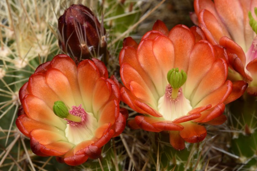 Echinocereus coccineus, USA, New Mexico