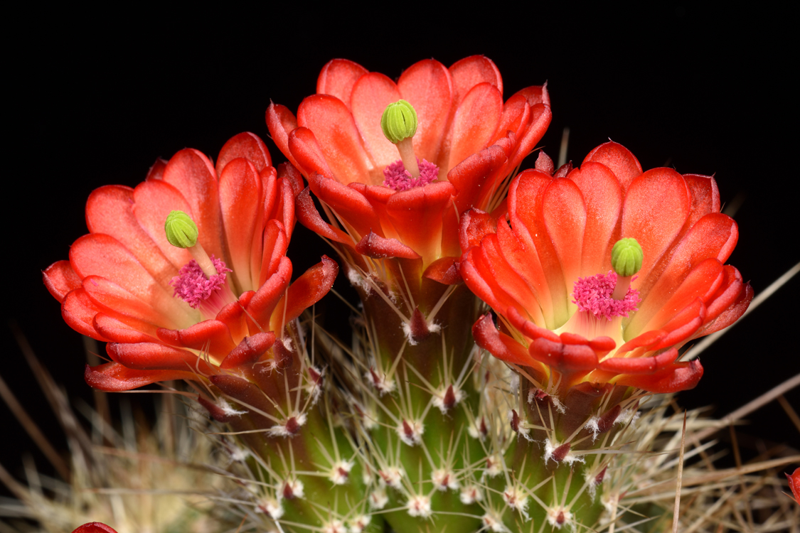 Echinocereus coccineus, USA, New Mexico