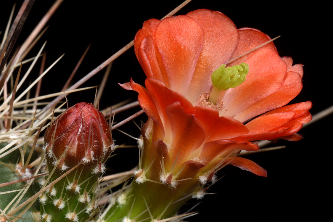 Echinocereus coccineus, USA, New Mexico, Ladrone Mts., SB0850