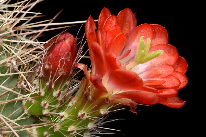 Echinocereus coccineus subsp. rosei, USA, New Mexico, Red Rock, BW161