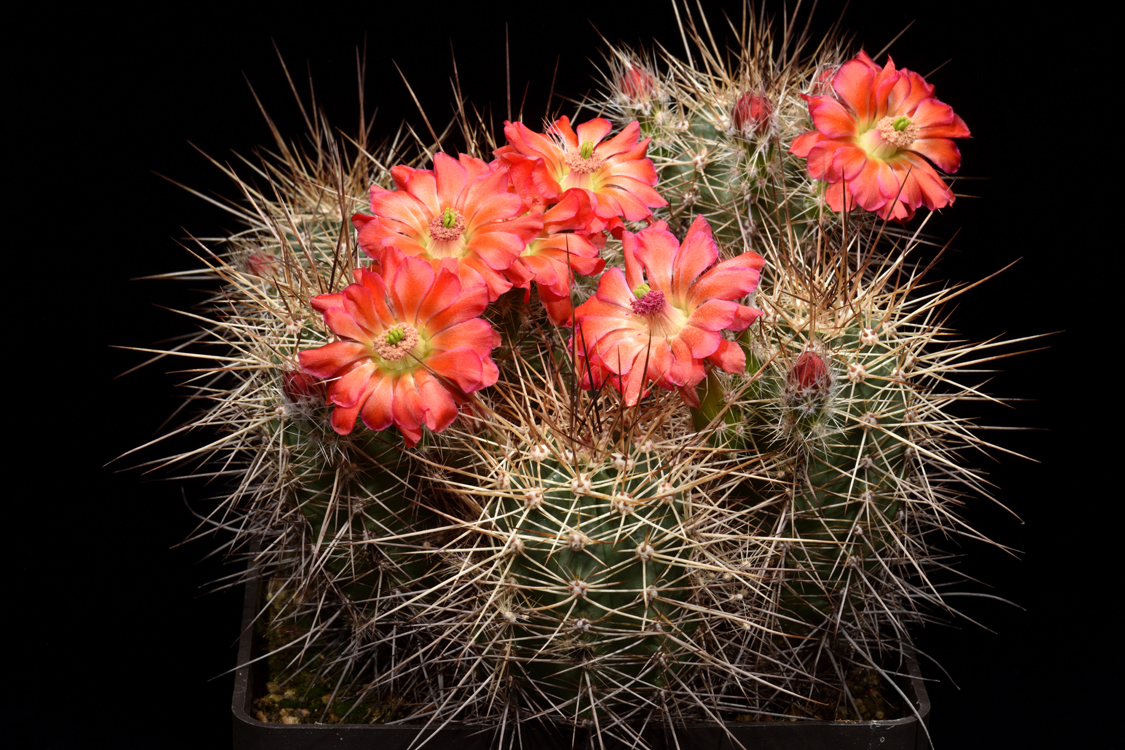 Echinocereus polyacanthus, Mexico, Chihuahua, La Junta - Creel