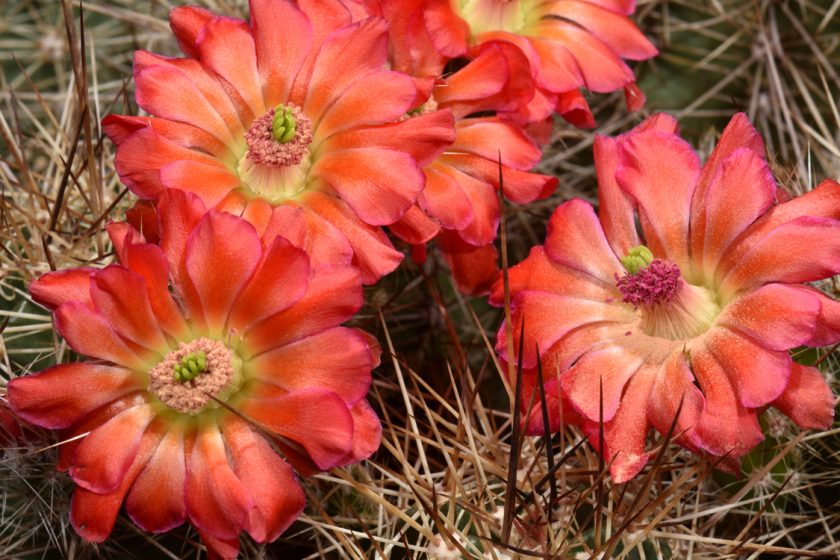 Echinocereus polyacanthus, Mexico, Chihuahua, La Junta - Creel