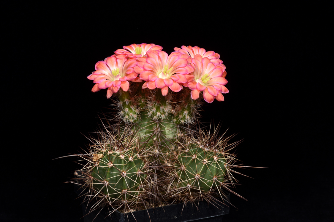 Echinocereus polyacanthus, Mexico, Chihuahua, La Junta - Creel