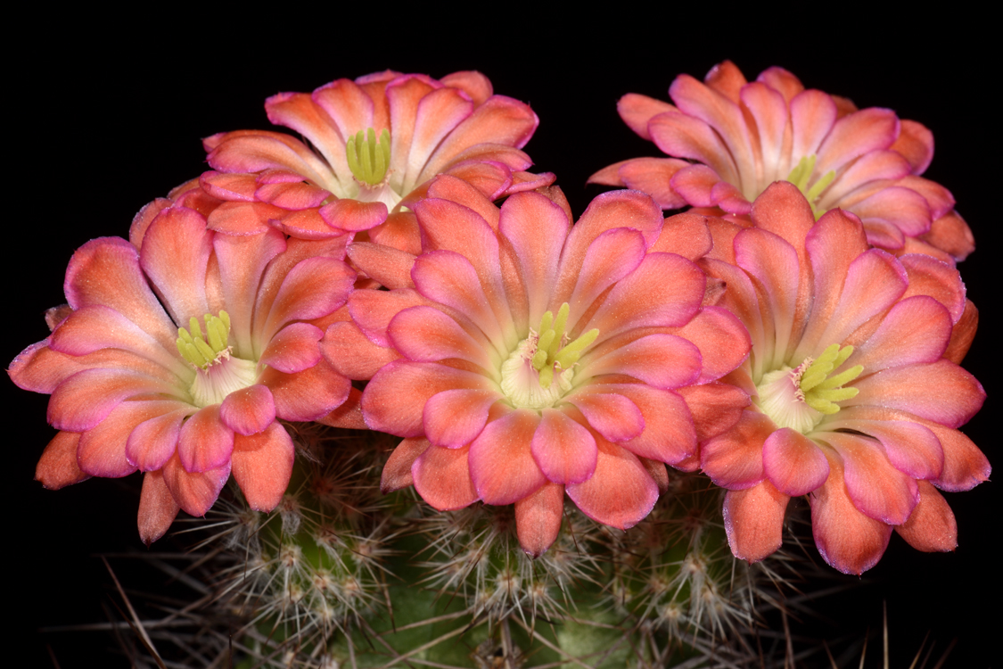 Echinocereus polyacanthus, Mexico, Chihuahua, La Junta - Creel