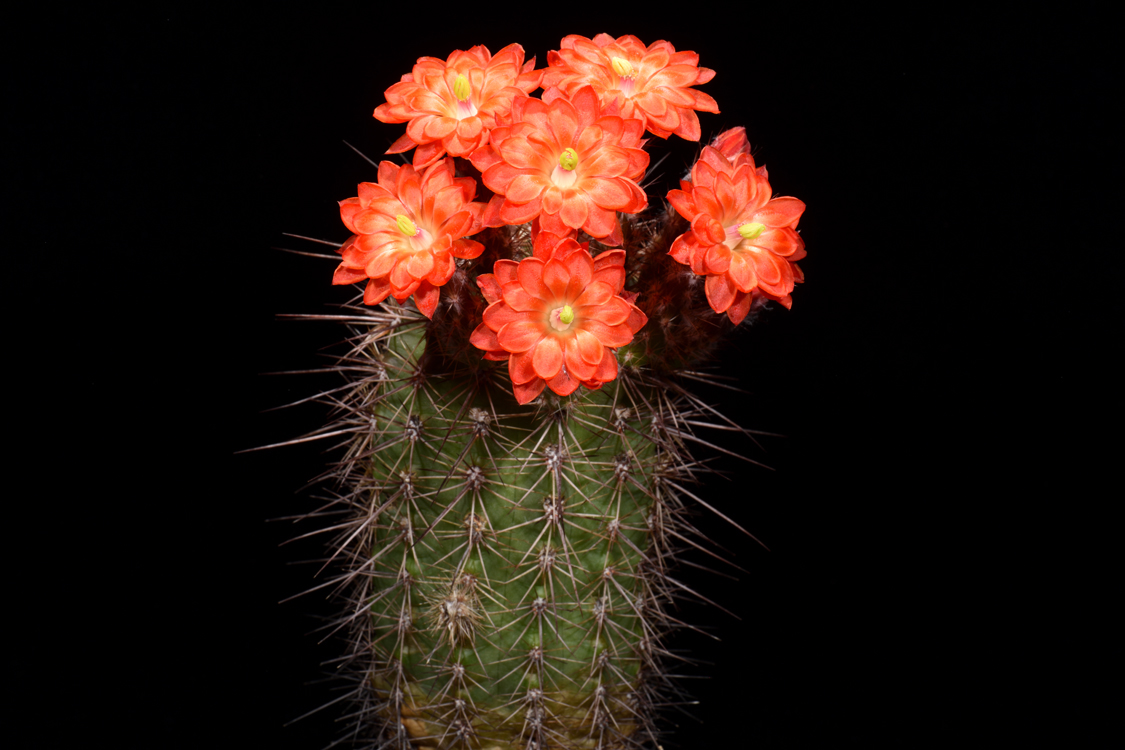 Echinocereus polyacanthus, Mexico, Durango, Las Minas Navidad