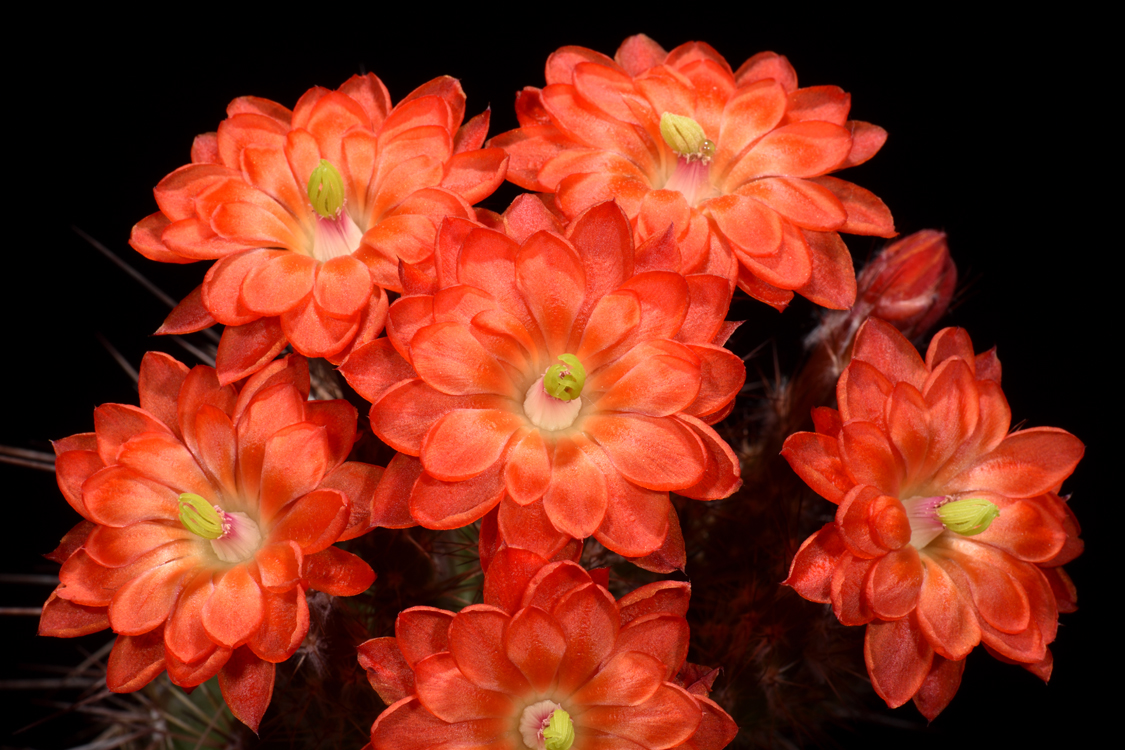 Echinocereus polyacanthus, Mexico, Durango, Las Minas Navidad