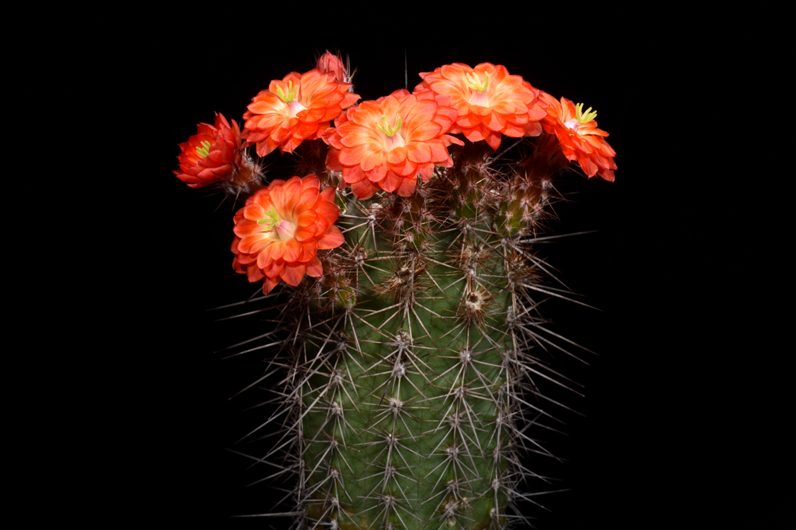 Echinocereus polyacanthus, Mexico, Durango, Las Minas Navidad