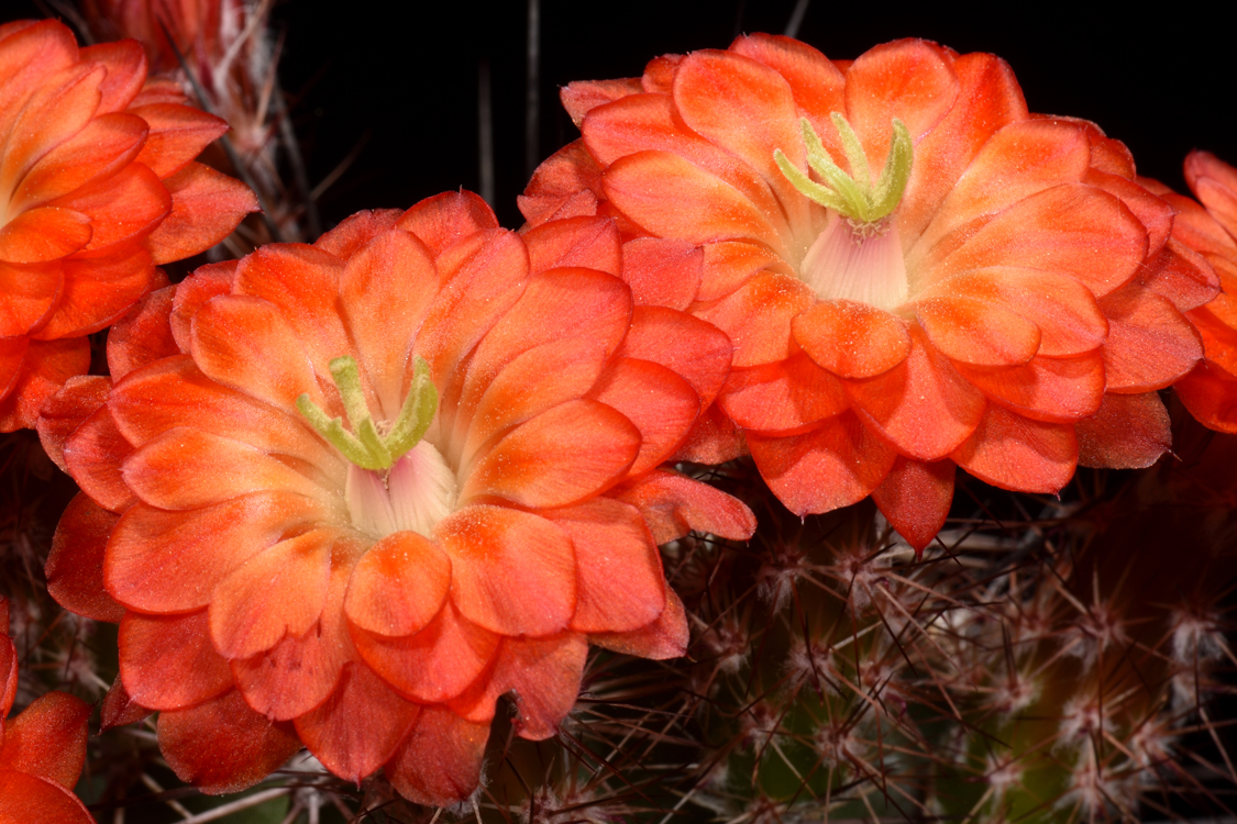 Echinocereus polyacanthus, Mexico, Durango, Las Minas Navidad