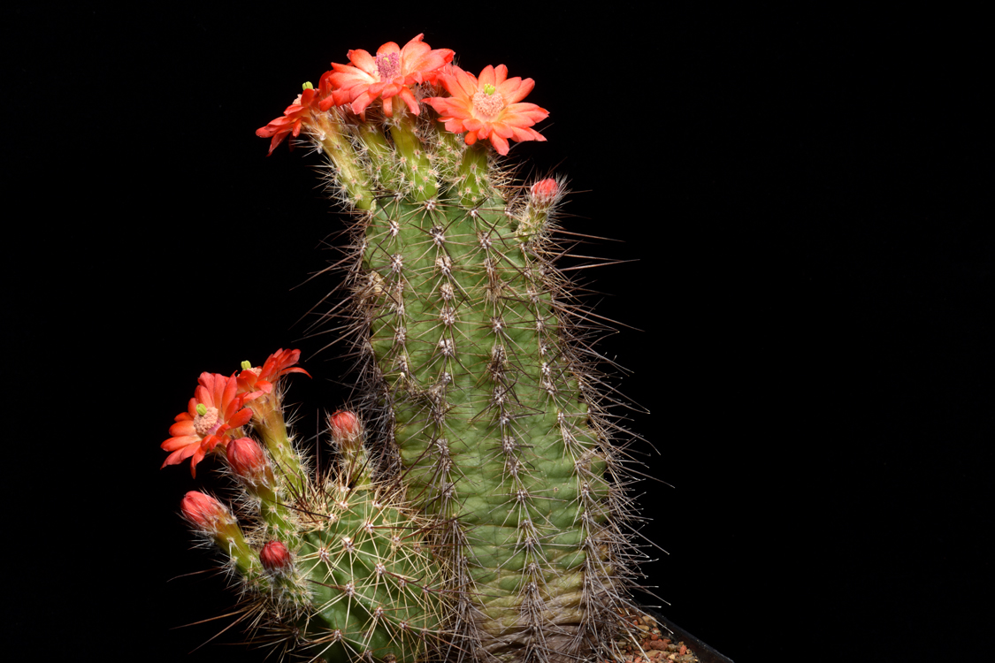 Echinocereus polyacanthus, Mexico, Durango, Las Minas Navidad