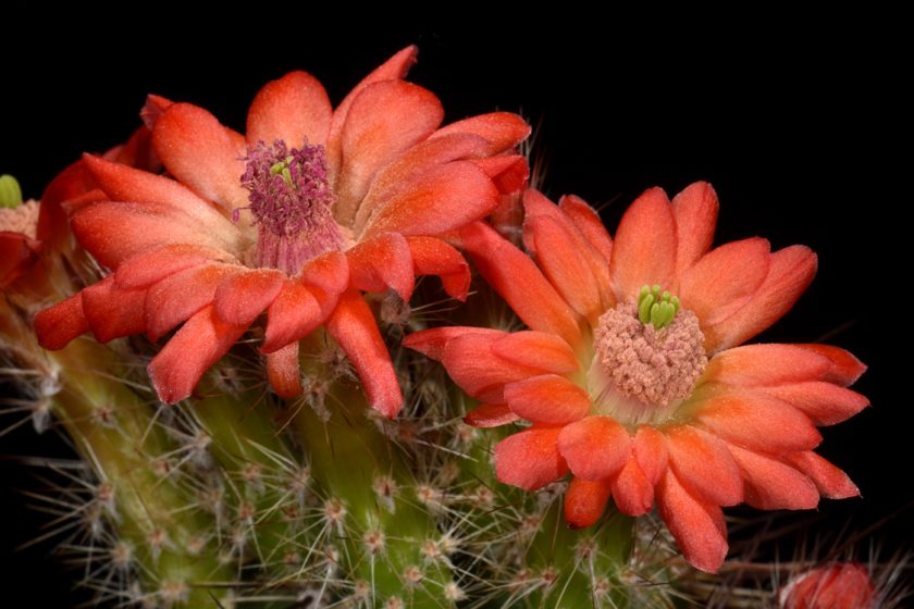 Echinocereus polyacanthus, Mexico, Durango, Las Minas Navidad