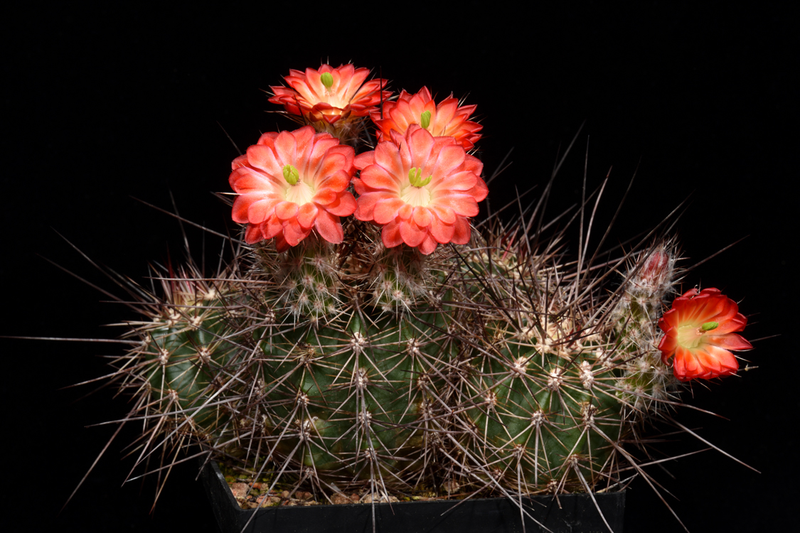 Echinocereus polyacanthus, Mexico, Durango, Durango - Mazatlan, Km 90