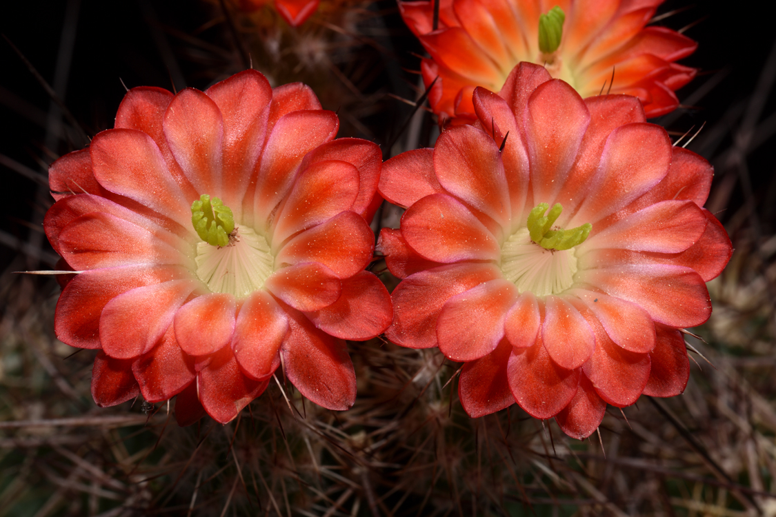 Echinocereus polyacanthus, Mexico, Durango, Durango - Mazatlan, Km 90