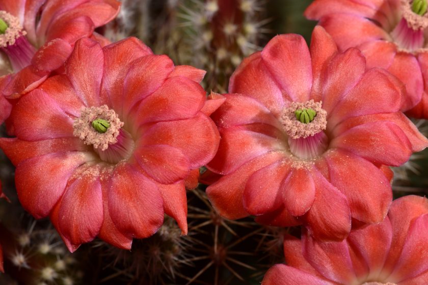 Echinocereus polyacanthus, Mexico, Durango, Jose Ma. Morelos