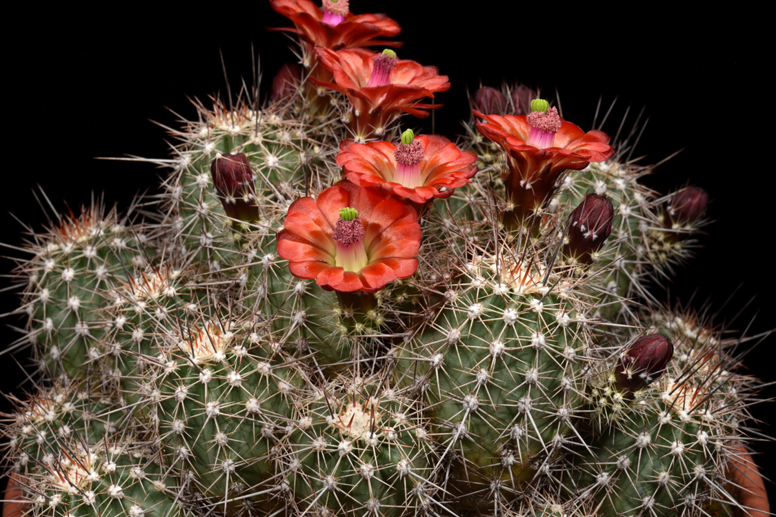 Echinocereus bakeri, USA, Arizona, Seligman - Kingman