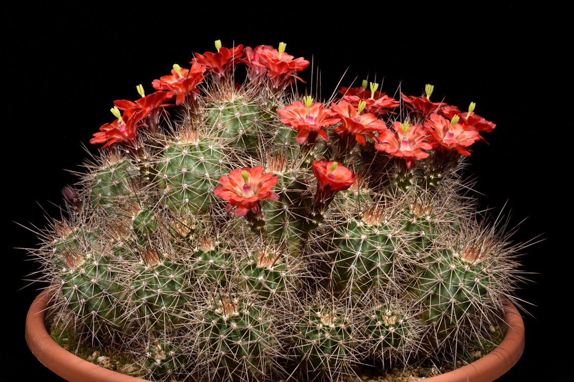 Echinocereus bakeri, USA, Arizona, Seligman - Kingman