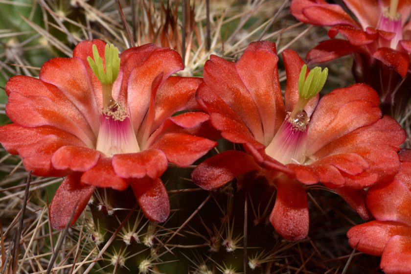Echinocereus bakeri, USA, Arizona, Seligman - Kingman