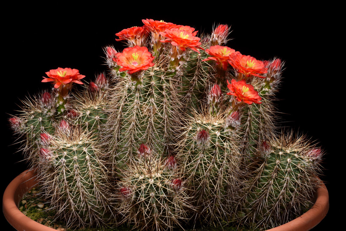Echinocereus polyacanthus, Mexico, Chihuahua, Flores Magon