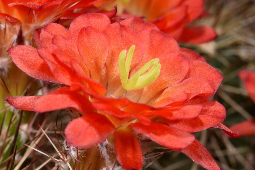 Echinocereus polyacanthus, Mexico, Chihuahua, Flores Magon