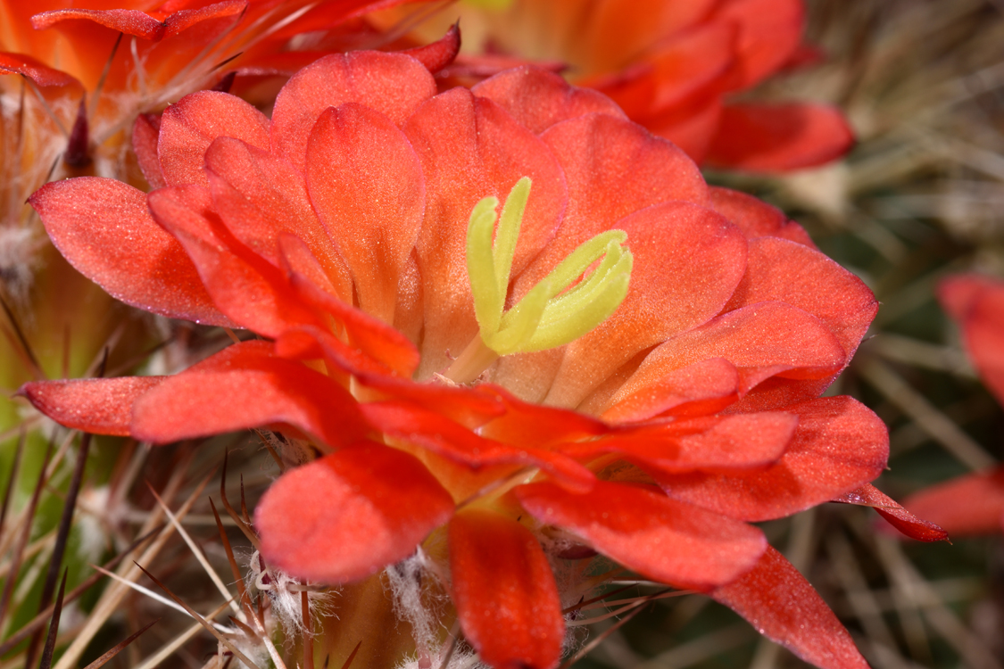 Echinocereus polyacanthus, Mexico, Chihuahua, Flores Magon